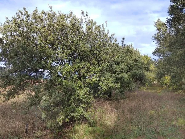 Terrain 7825 m²