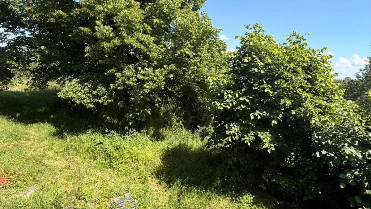 Photo 38