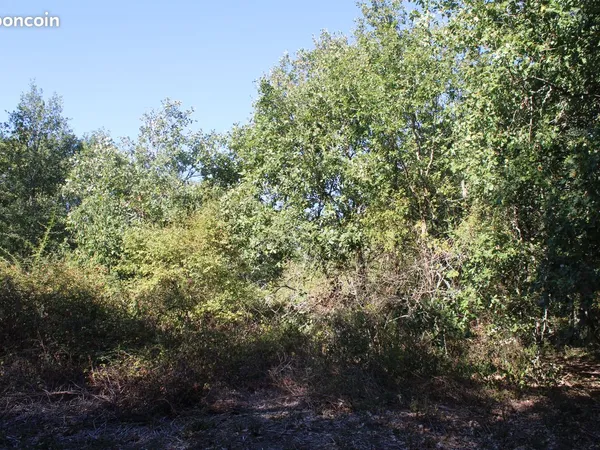 Terrain boisé