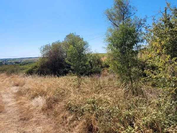 Terrain en plein coeur des vignes