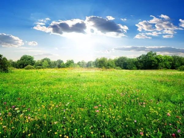 Terrain 575 m²