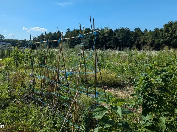 Parcelle pour potager