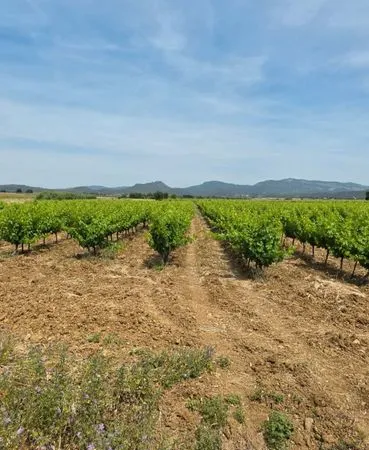 Parcelle de vigne saint André de Sangonis