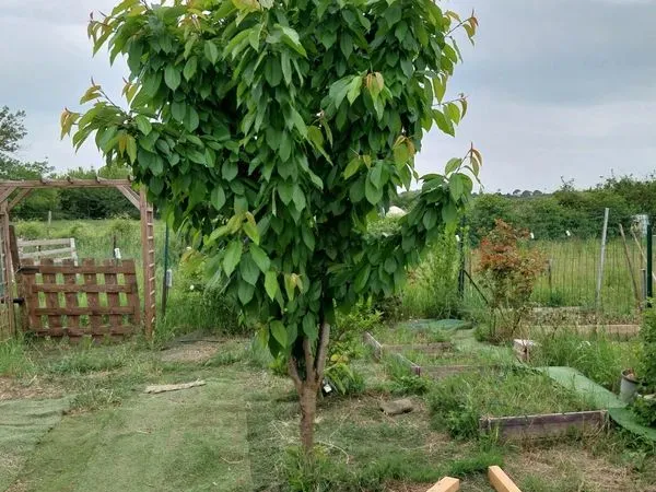 Jardin potager 100m2
