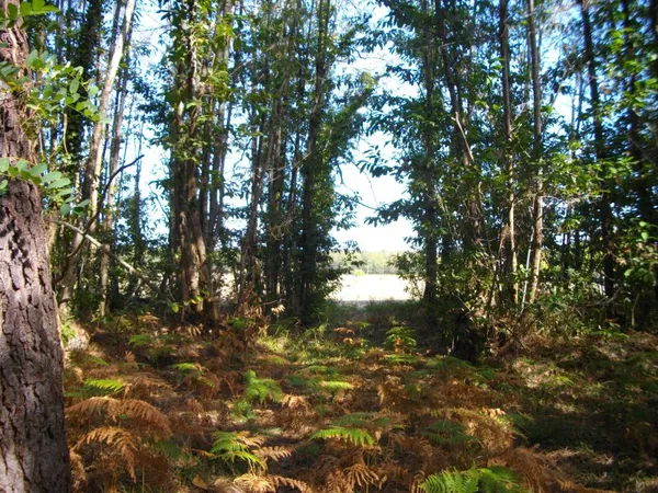 Vends forêt privée