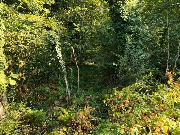 Terrain boise chênes
