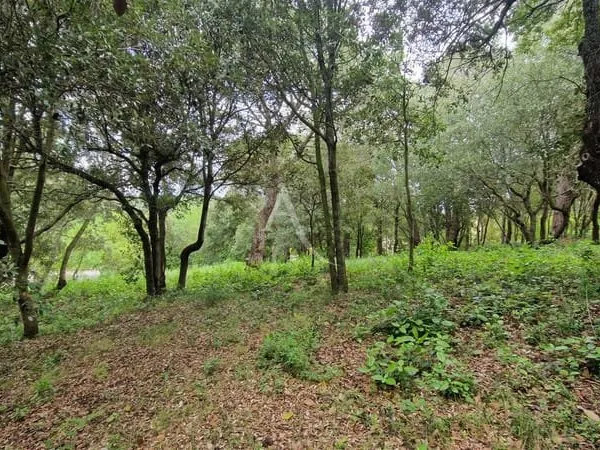 Terrain 2516 m²