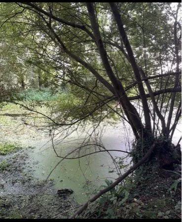 Bois avec étang