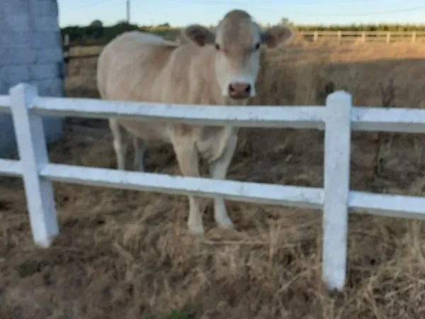 Corps de ferme