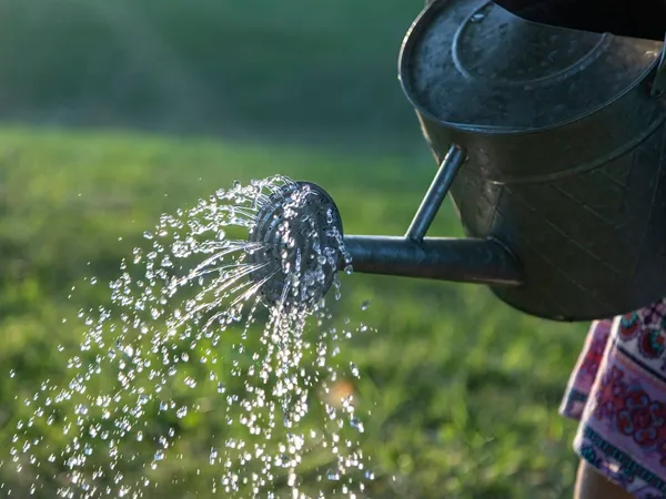 Récupération d'eau de pluie : installation, usages autorisés et économies