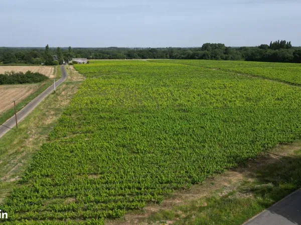 Vignes à louer