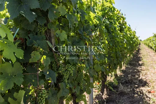 Vignoble 70000 m²