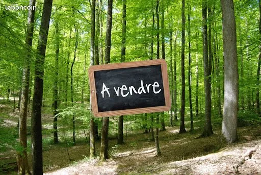 Parcelles boisees arsac