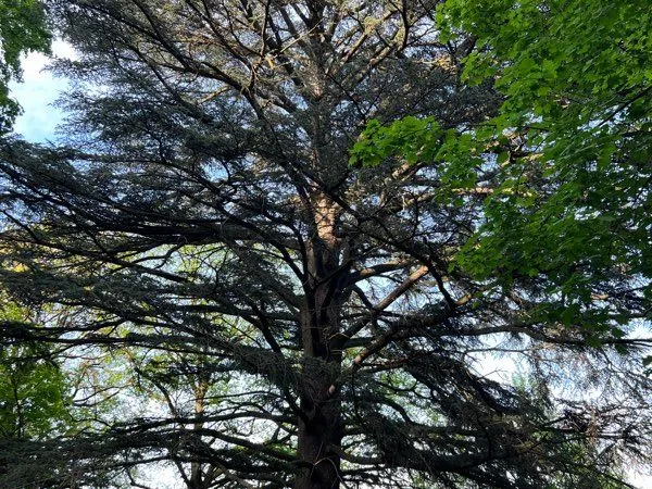 Domaine forestier privé de 5 ha aux portes de Lyon - Collonges-au-Mont-d'Or