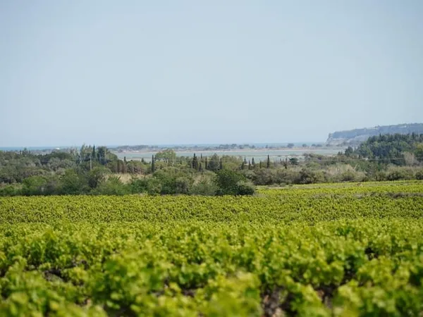 Domaine viticole en bordure de mer