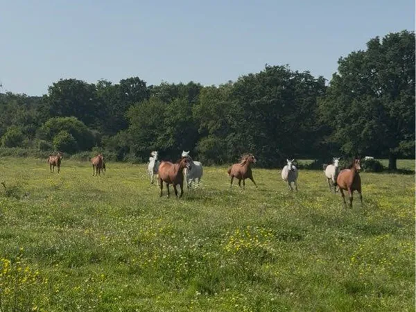 Bien agricole et foncier Vente Candé 120000€