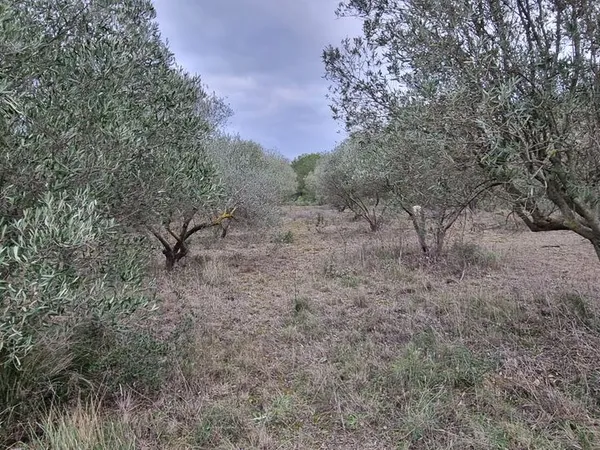 Vente d'une oliverais - terrain agricole avec eau du bas Rhóne