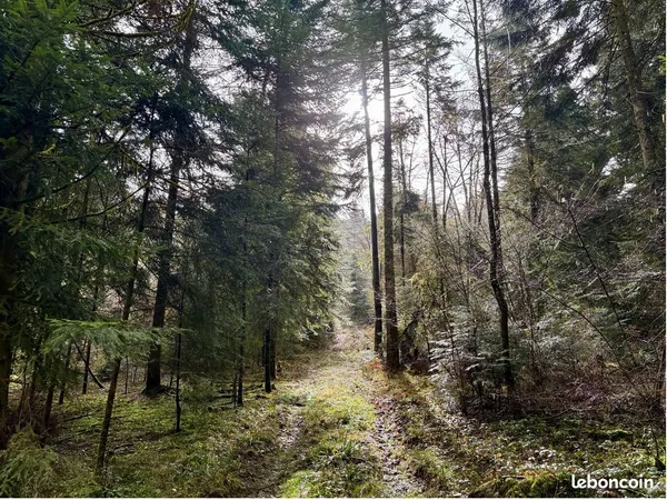 Propriété forestière 8 ha / Territoire de Belfort (90) / Grand-Est