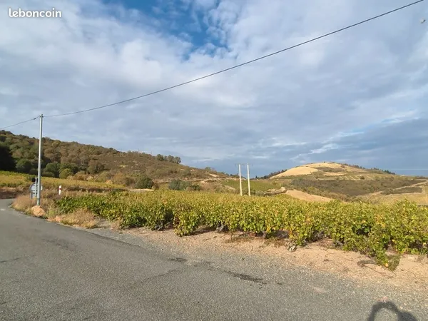 Terrain actuellement en vigne