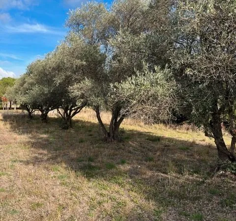 Terrain viabilise de 447 m2 à lezignan la cebe