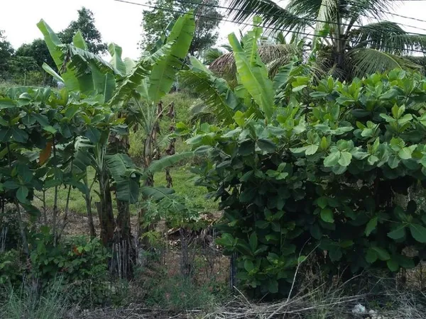 Terrain 1000 m² Morne a L'eau