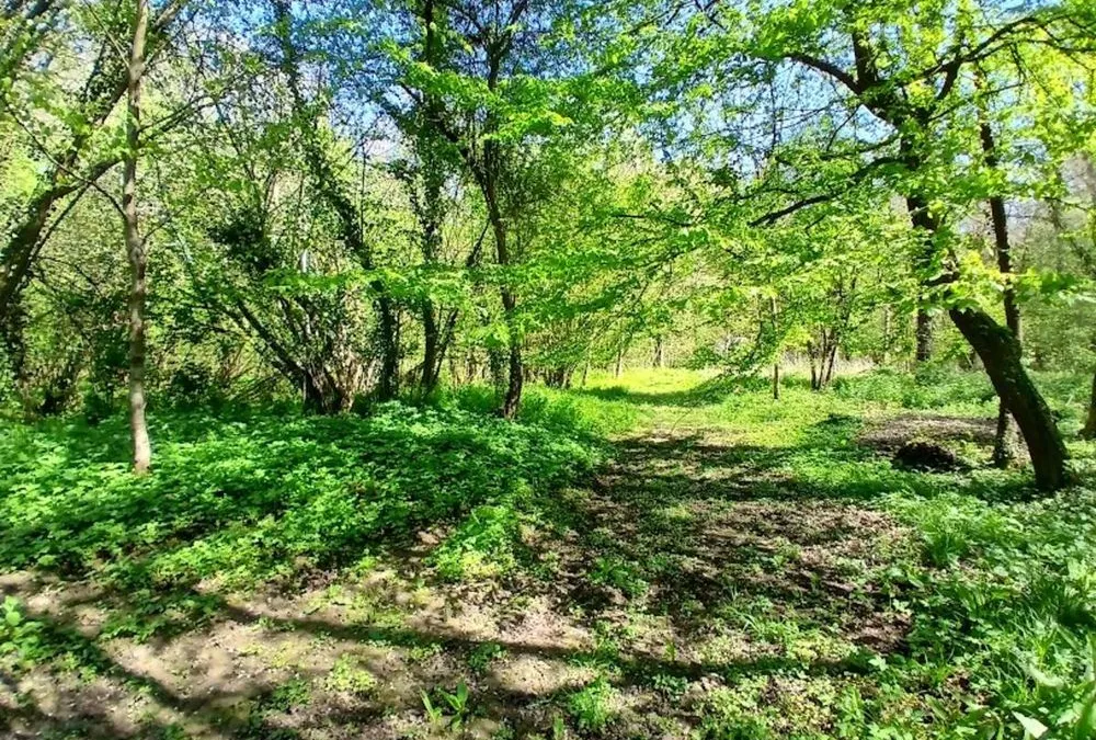 Photo 4