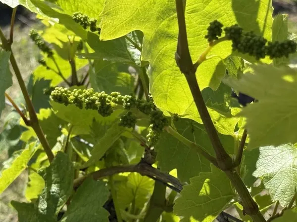Domaine viticole d'exception à vendre AOC Châteaumeillant (18 / 03)