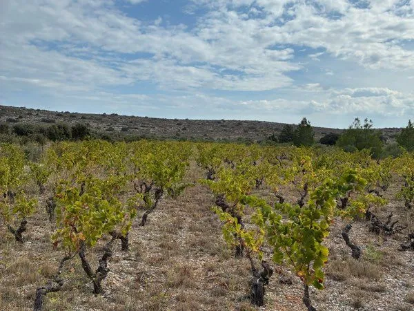 Bien agricole et foncier Vente Opoul-Périllos 3600m² 4000€