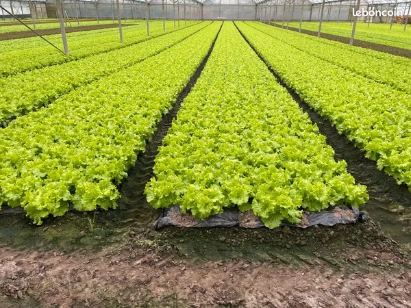 Exploitation Agricole maraîchère