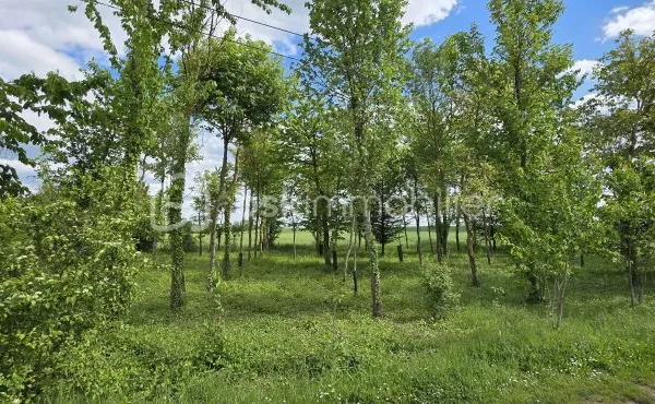 Terrain 1290 m²
