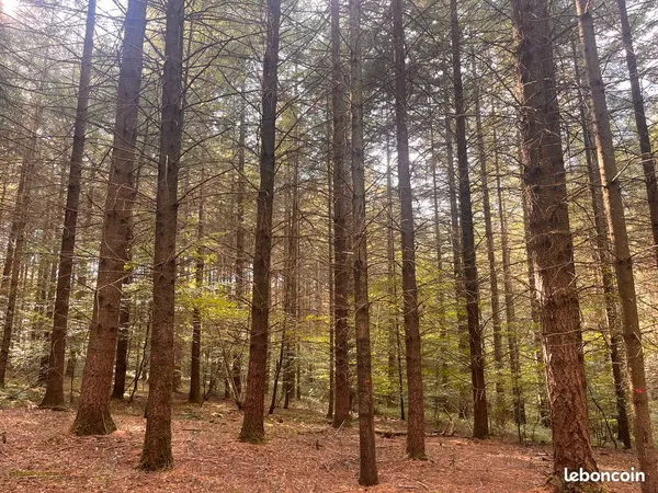 Forêt - 🌲 PROPRIÉTÉ FORESTIÈRE 6 HA