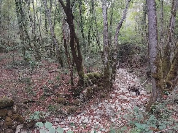 Vente terrain zone naturelle Saint Paul en Forêt 83440