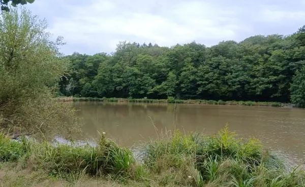 Vente bel étang d'environ 1,5 ha avec maisonnette de 30 m2 e