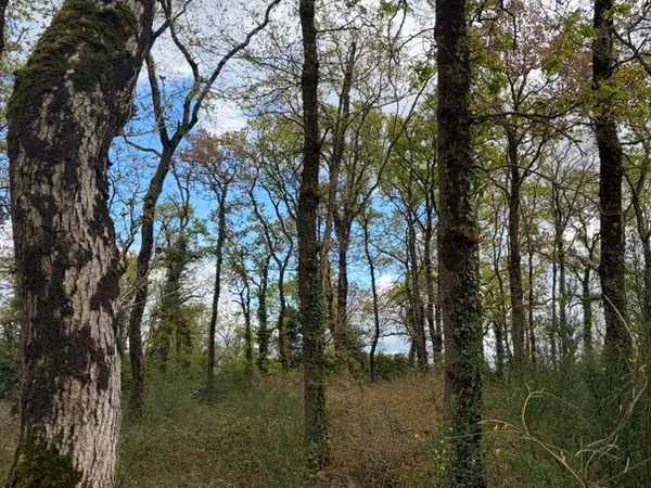 Terrain 7300 m² Sallertaine