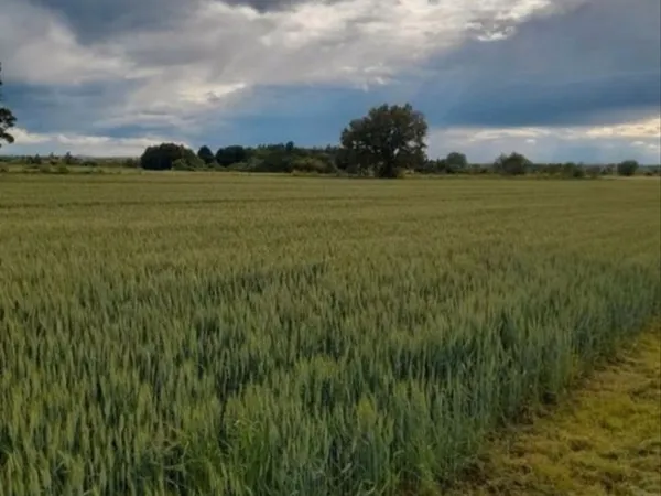 Terrain constructible