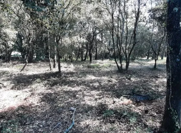 Terrain 732 m² Le Thoronet