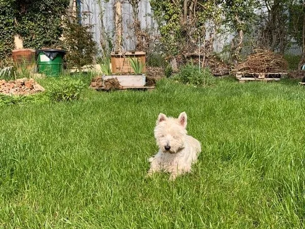 Chambre contre garde de chiens
