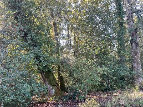 Terrains boisés taillis de chêne
