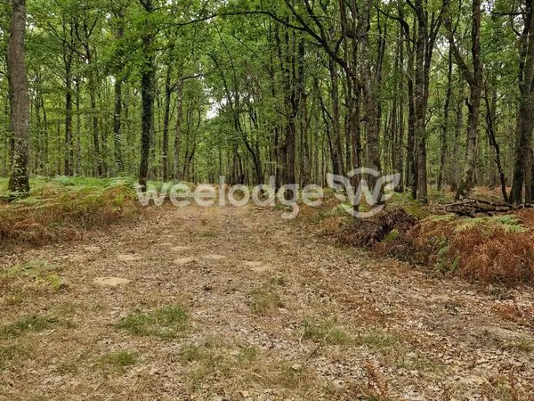 Terrain 81000 m² Velles