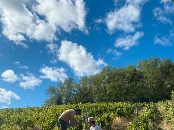 Vente vignes AOP Moulin à Vent