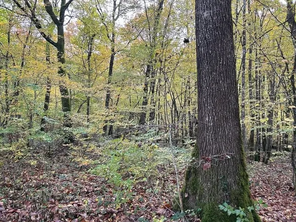 Belle forêt de production de chêne