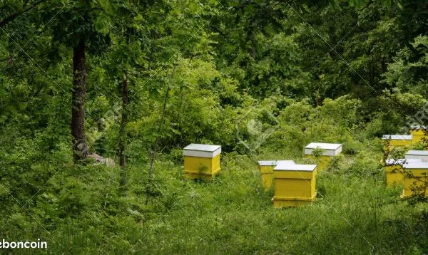 Terrain agricole, foret, pour ruches