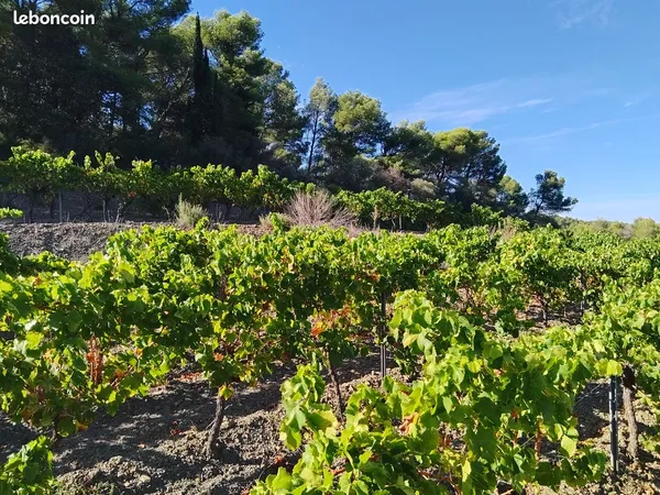 Bien agricole et foncier Vente Roquefort-des-Corbières  15000m² 39000€