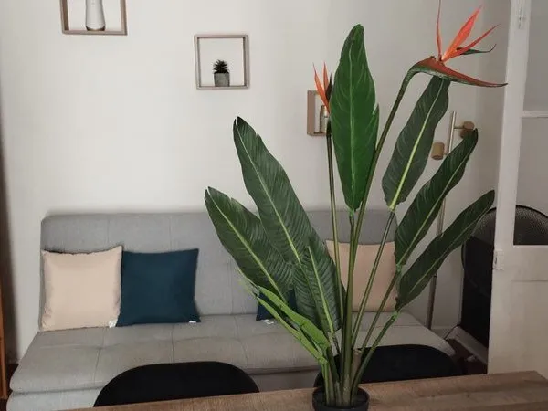 Appartement T2 27 m² Centre historique d'Agde 490/mois Location à l'année