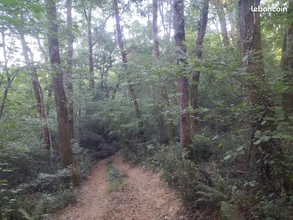 Terrain boisé