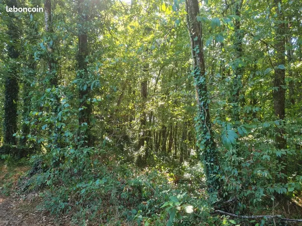 Terrain boisé