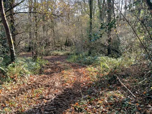 3 parcelles boisées de 1.69 he à ANOYE