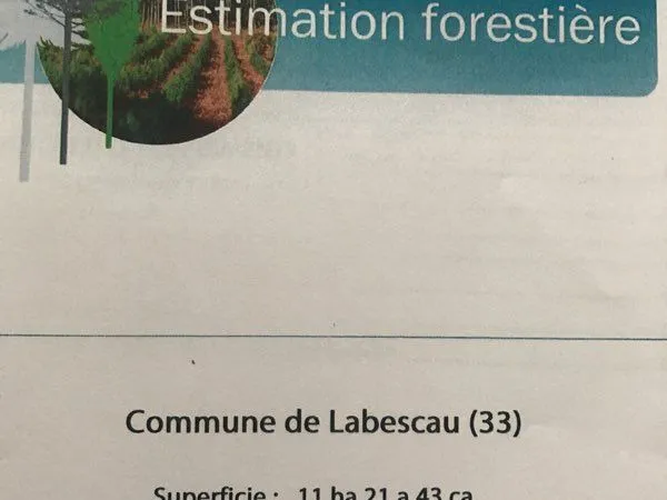 Bois avec palombiere