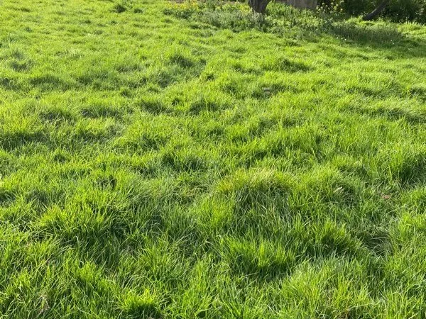 AV 2 terrain à bâtir