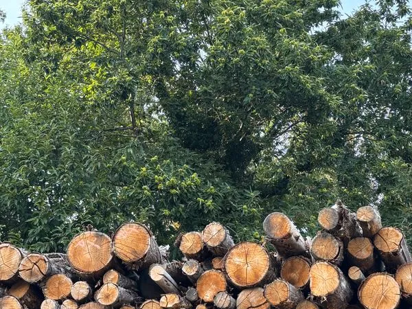 Parcelle bois de Châtaigners